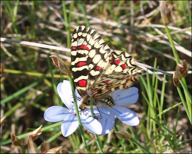Zerynthia rumina 8