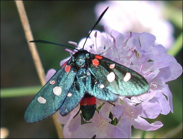 Zygaena ephi. 1
