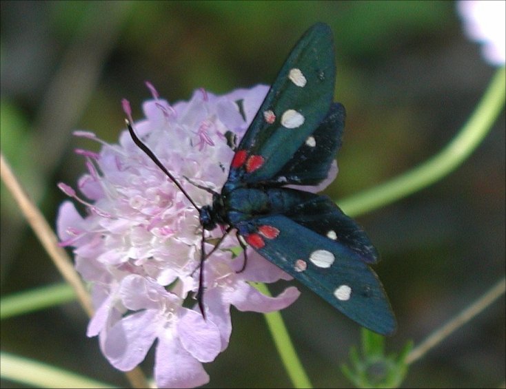 Zygaena ephi. 2