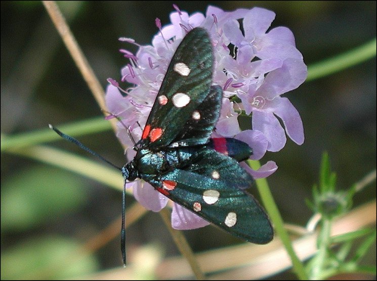 Zygaena ephi. 3