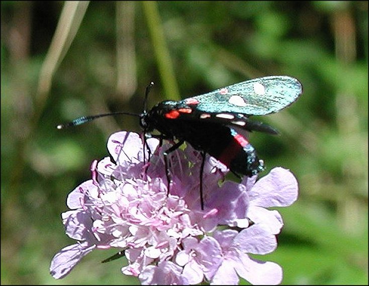 Zygaena ephi. 4