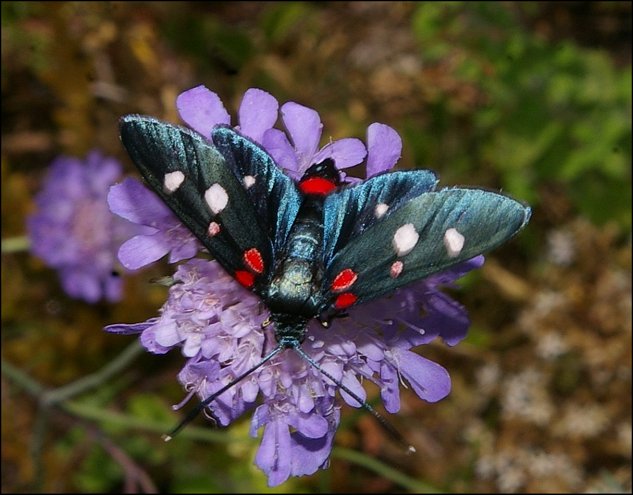 Zygaena ephialtes 5