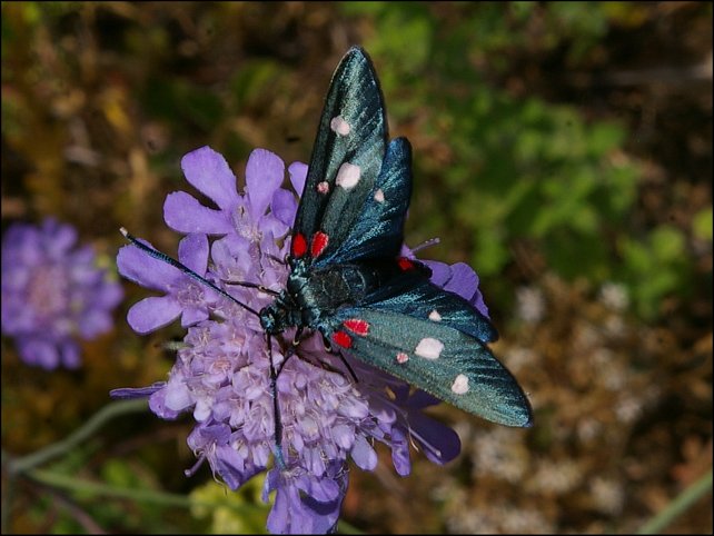 Zygaena ephialtes 6