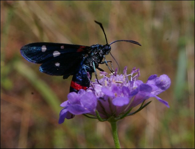 Zygaena ephialtes 7