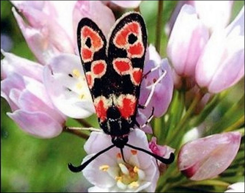 Zygaena fausta 1