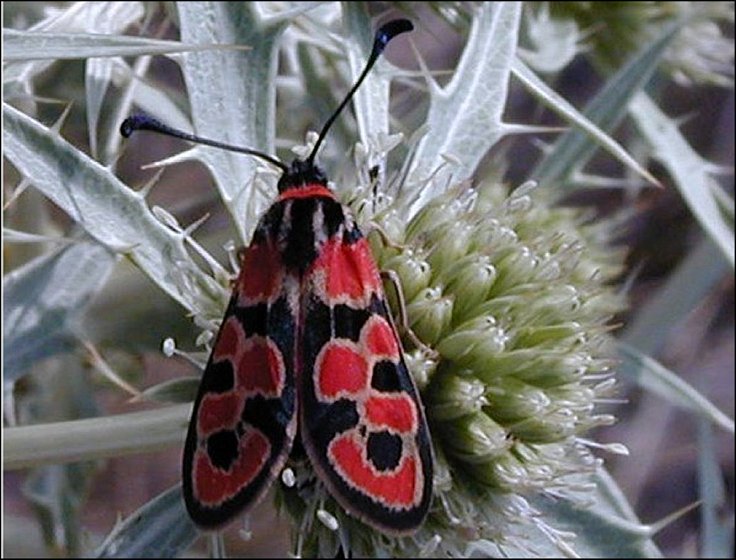 Zygaena fausta 2