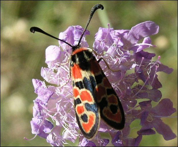 Zygaena fausta 3