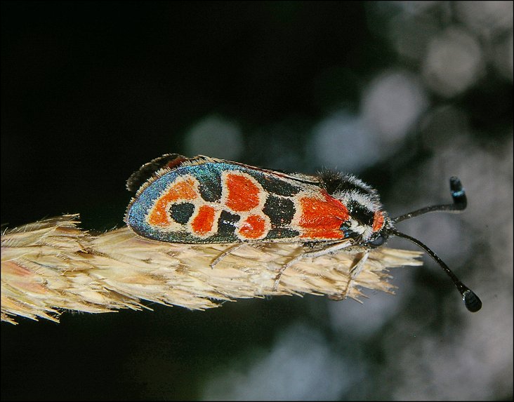 Zygaena fausta