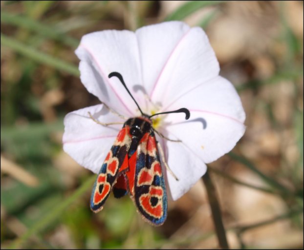 Zygaena fausta 5