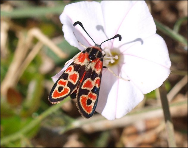 Zygaena fausta 6