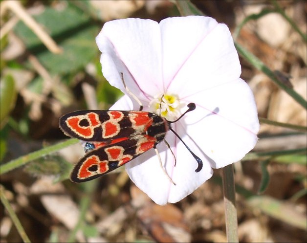 Zygaena fausta 7
