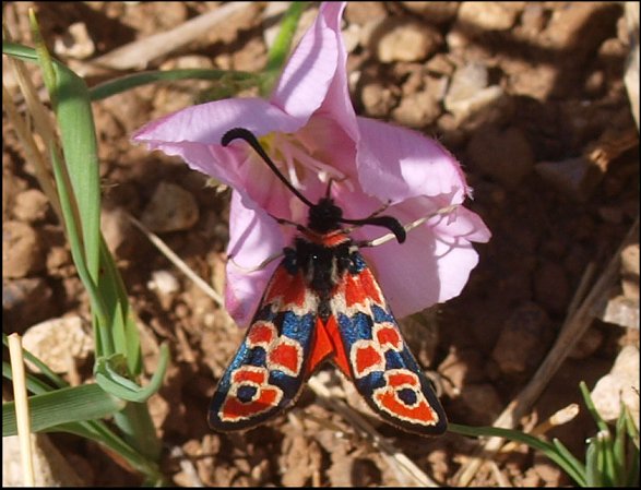 Zygaena fausta 8