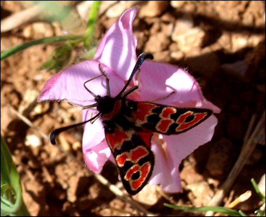 Zygaena fausta 9