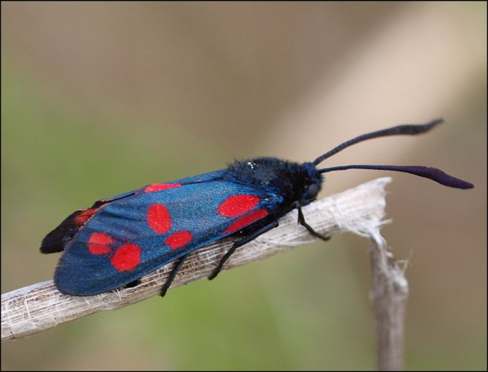Zygaena filip. 1