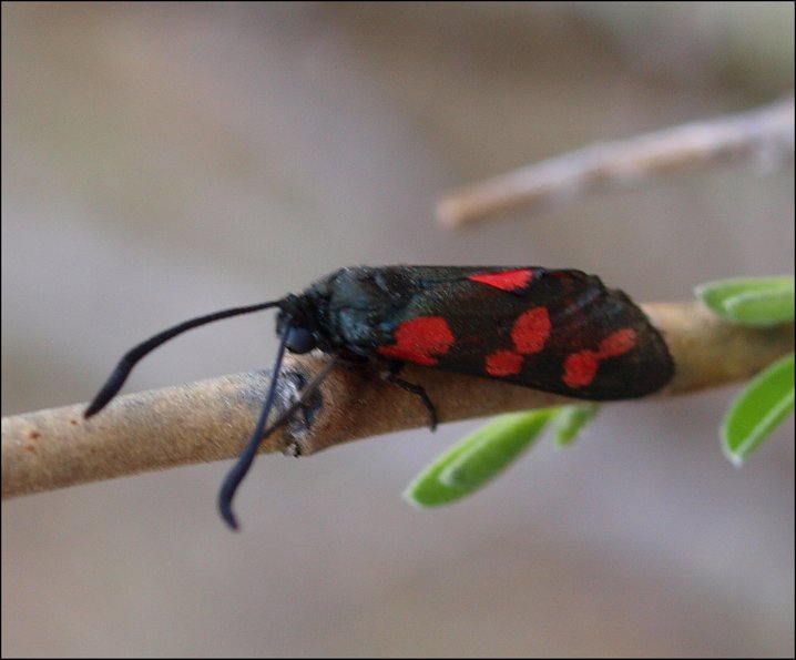 Zygaena filip. 2