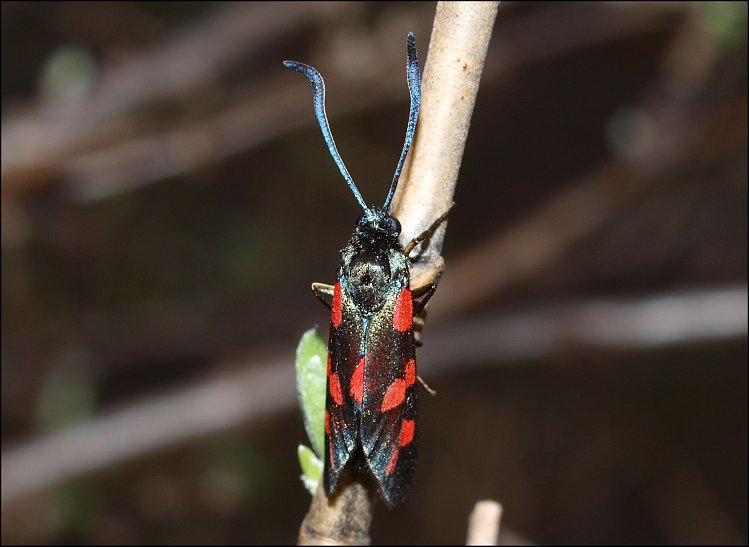 Zygaena filip. 4