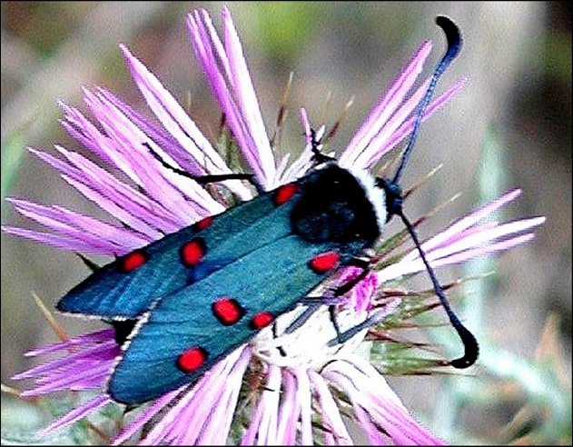Zygaena lavand. 1