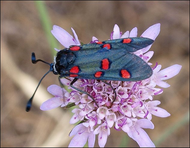 Zygaena lavand. 2