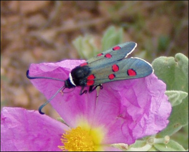 Zygaena lavand. 3