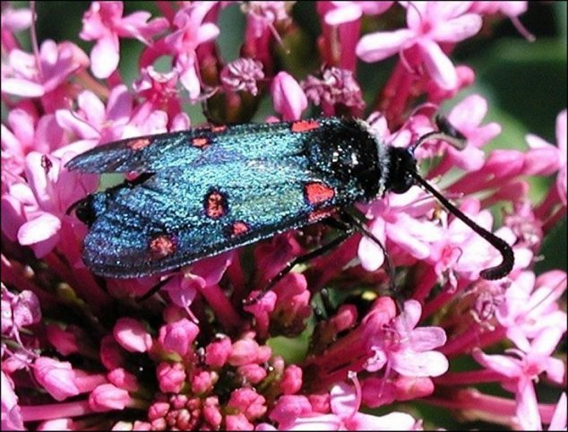 Zygaena lavand. 6