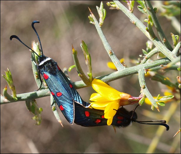 Zygaena lavandulae 7