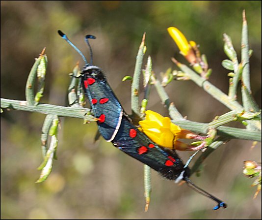 Zygaena lavandulae 8