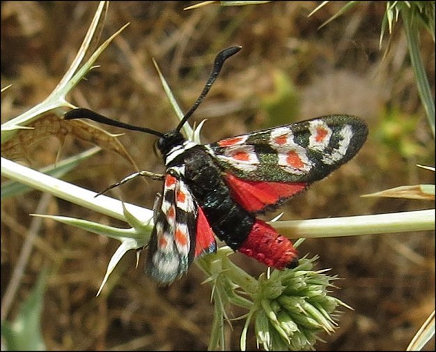 Zygaena occitanica 1