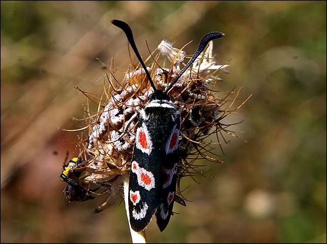 Zygaena lavand. 4