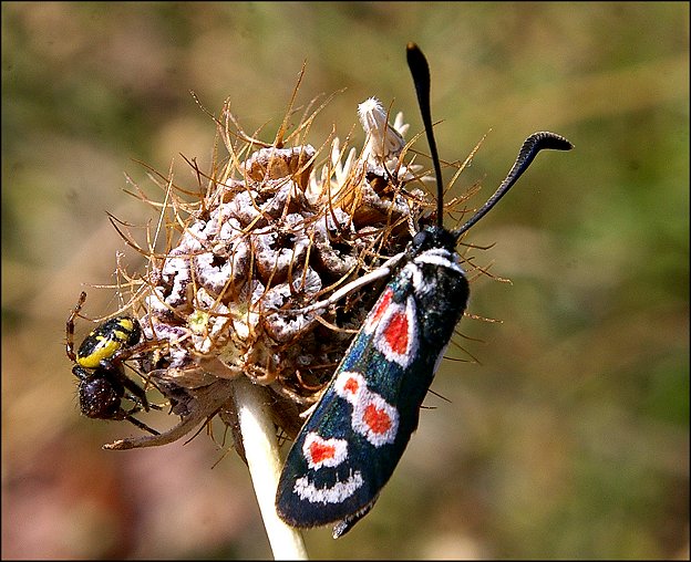 Zygaena occitanica 5