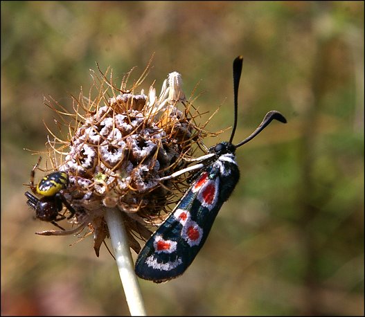 Zygaena occitanica 6