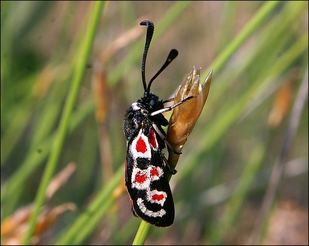 Zygaena occitanica 8