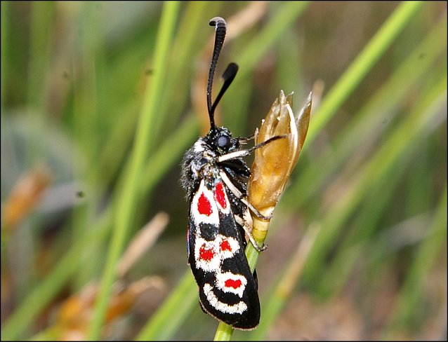 Zygaena occitanica 9