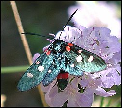 Zygène Coronille