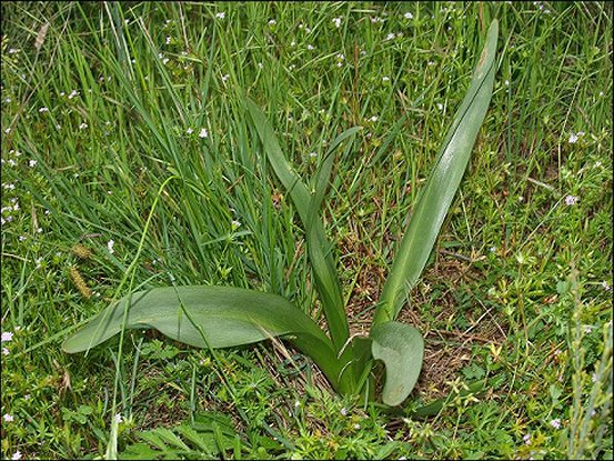 Colchicum neapolitanum 18