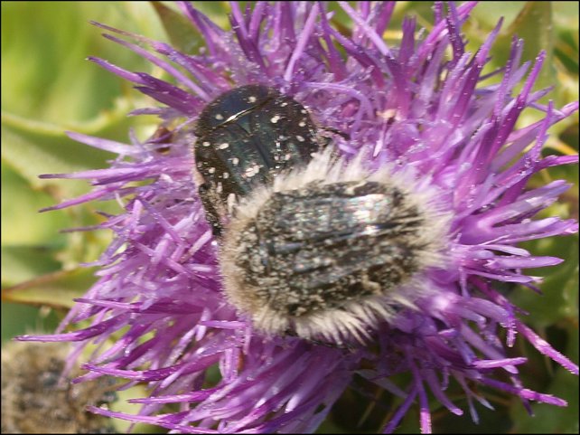 funesta, hirta